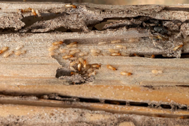 Best Flea Control Services  in Madison, OH